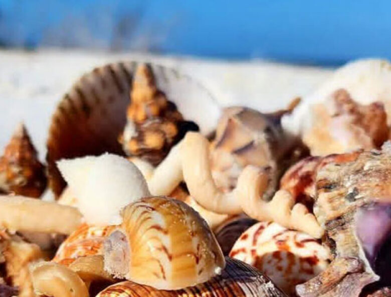Dolphin/Shelling Cruise