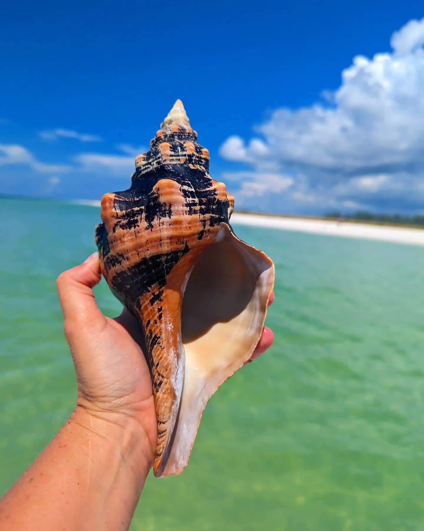 Mission imagery with shell and sea
