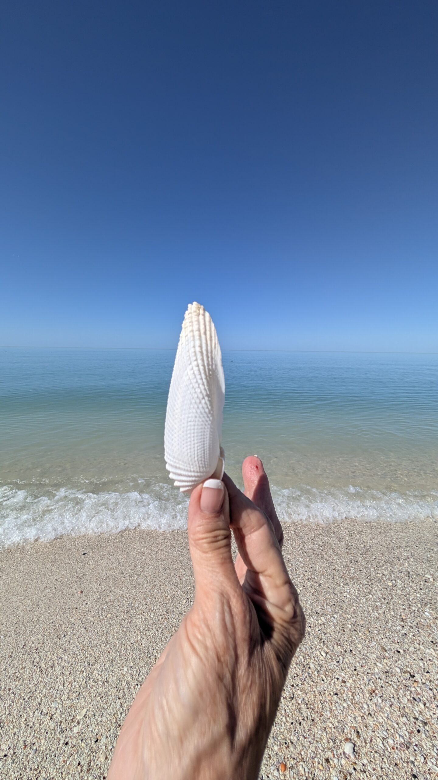 Dolphin fin