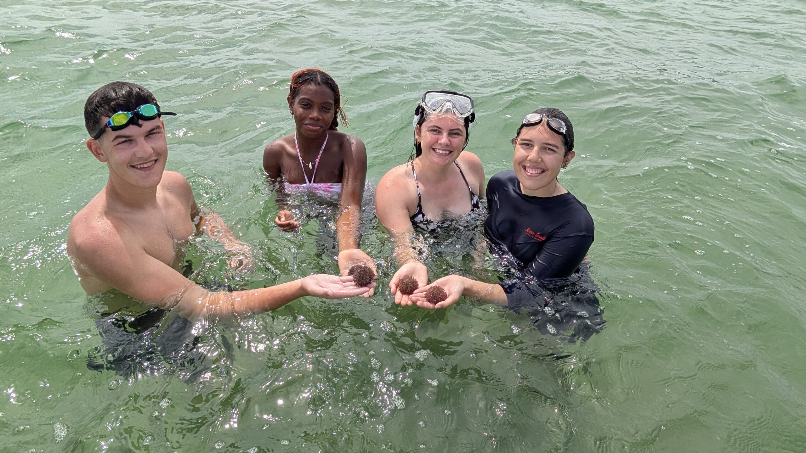 Manatee